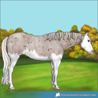 Horse Color:Silver Blue Roan Splash