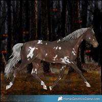 Horse Color:White Spotted Silver Brown Rabicano 