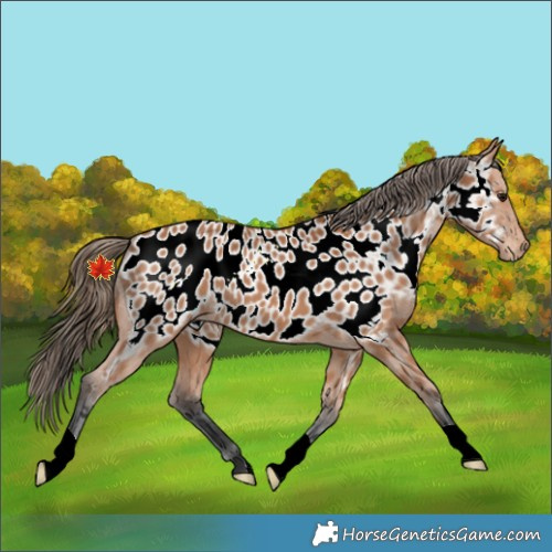 Horse Color:Bay Appaloosa 