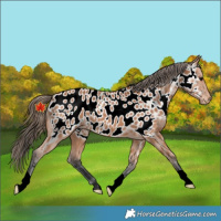 Horse Color:Bay Appaloosa