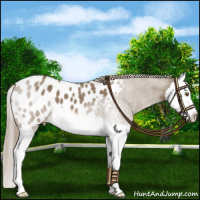 Horse Color:Chocolate Palomino Roan Splash Appaloosa 
