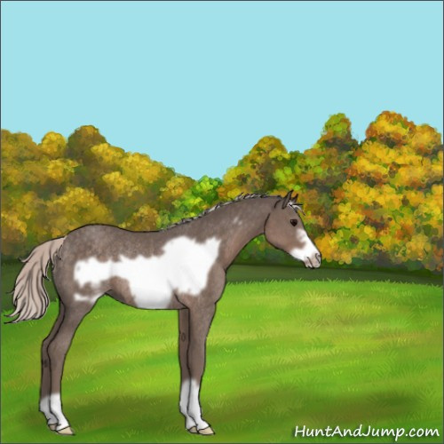 Horse Color:Silver Black Frame Rabicano 