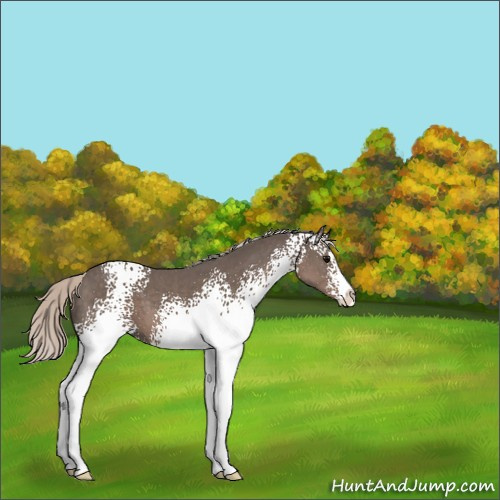 Horse Color:White Spotted Silver Black Sabino 
