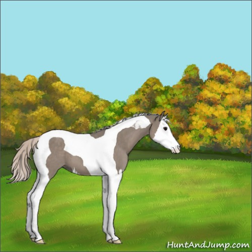 Horse Color:Silver Grullo Splash Tobiano 