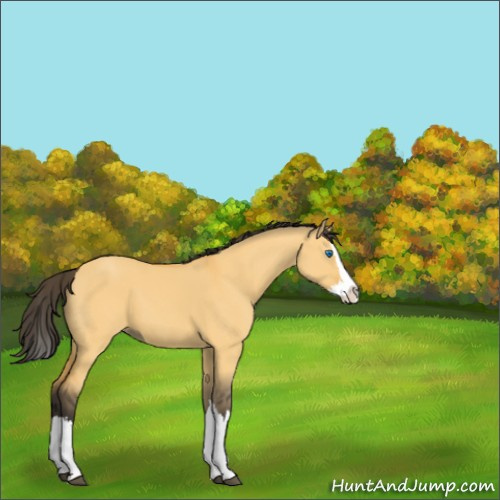 Horse Color:Buckskin Dun Sabino Splash 
