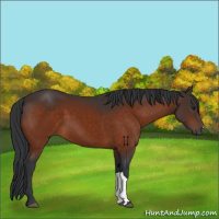 Horse Color:Brown 