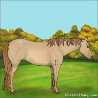 Horse Color:Red Dun 