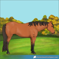 Horse Color:Bay Rabicano 