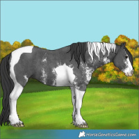 Horse Color:Black Sabino Tobiano