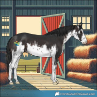 Horse Color:White Spotted Brown 