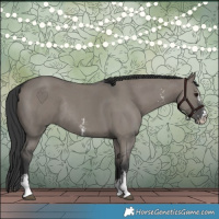 Horse Color:Grullo Sabino Rabicano