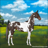 Horse Color:White Spotted Liver Chestnut Tobiano Appaloosa