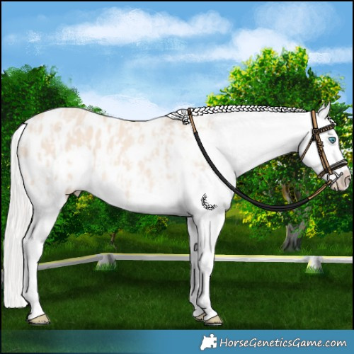 Horse Color:Cremello Splash Appaloosa  and Cremello Splash Appaloosa 