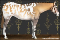 Horse Color:Buckskin Onyx Blanket Rabicano