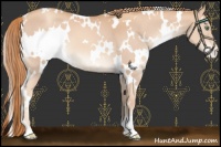 Horse Color:White Spotted Gold Champagne Appaloosa