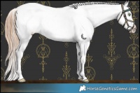 Horse Color:White Spotted Gold Champagne Varnish 
