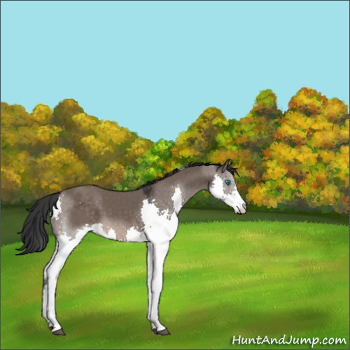 Horse Color:Brown Dun Splash Tobiano 