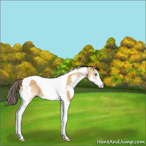 Horse Color:Buckskin Dun Splash Tobiano 