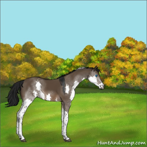 Horse Color:Gray Brown Dun Splash Tobiano 