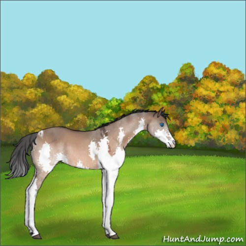 Horse Color:Brown Dun Splash Tobiano 