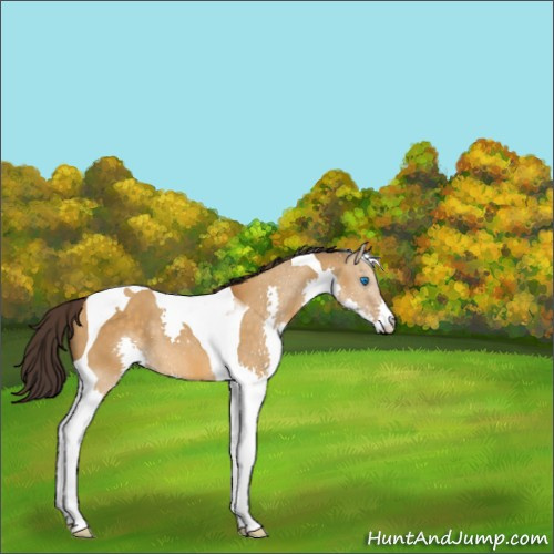Horse Color:Buckskin Dun Splash Tobiano 