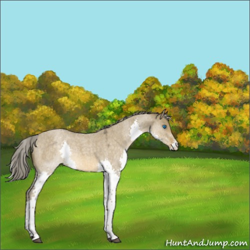 Horse Color:Chocolate Palomino Roan Dun Splash 
