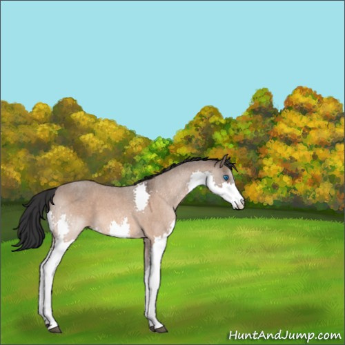 Horse Color:Brown Roan Dun Splash 