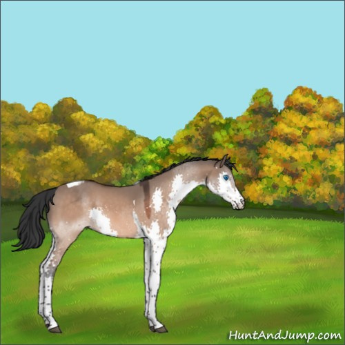 Horse Color:Brown Dun Splash Tobiano 