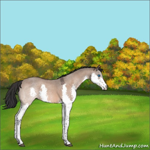 Horse Color:Bay Roan Dun Splash 