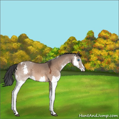 Horse Color:Brown Dun Splash Tobiano Rabicano 