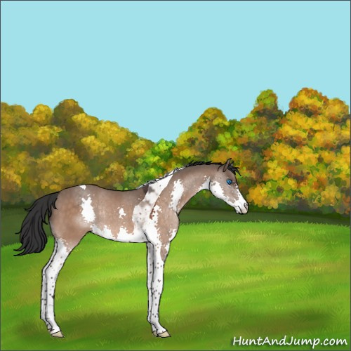 Horse Color:Brown Dun Splash Tobiano Rabicano 