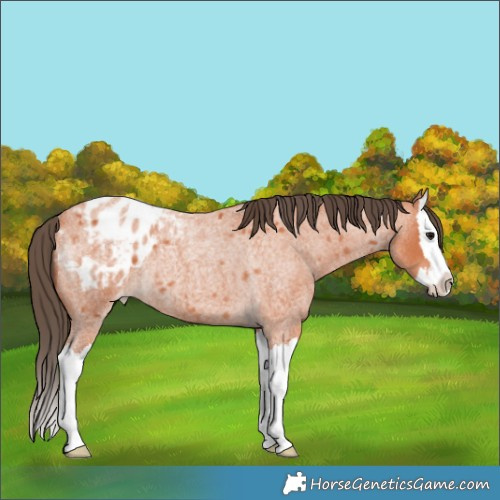 Horse Color:Bay Roan Splash Appaloosa Rabicano 
