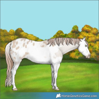 Horse Color:Amber Champagne Dun Splash Frame Appaloosa 