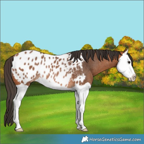 Horse Color:Bay Splash Appaloosa Rabicano 