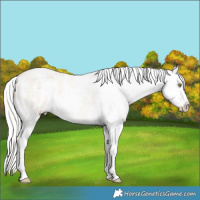 Horse Color:Silver Amber Champagne Roan Dun Appaloosa Rabicano 