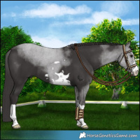 Horse Color:Smoky Black 