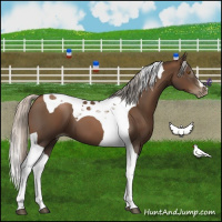 Horse Color:Gray Silver Black Pearl Tobiano