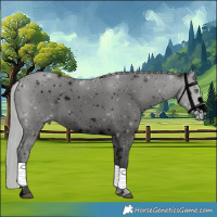 Horse Color:ERROR: UNKNOWN ANOMALY