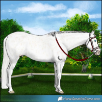 Horse Color:Cremello Splash Appaloosa  and Cremello Splash Appaloosa 
