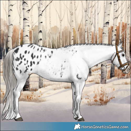 Horse Color:Black Appaloosa