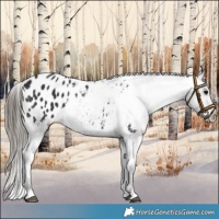 Horse Color:Black Appaloosa 