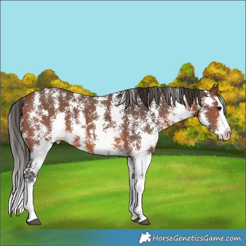 Horse Color:Bay Sabino Splash 