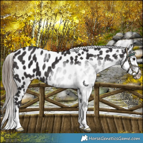Horse Color:Smoky Black Appaloosa 