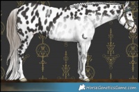 Horse Color:Smoky Black Near Leopard 