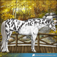 Horse Color:Smoky Black Appaloosa 