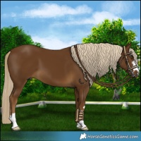 Horse Color:Chocolate Palomino
