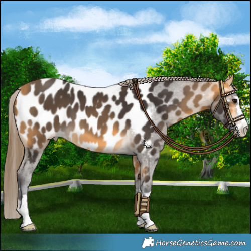 Horse Color:Buckskin Appaloosa