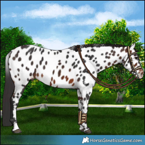Horse Color:Brown Appaloosa 