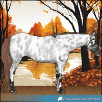 Horse Color:Liver Red Roan Tobiano Near Leopard 