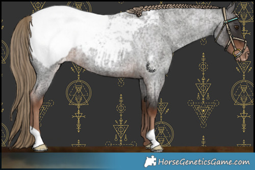 Horse Color:Liver Red Roan Appaloosa